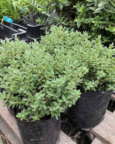 12 Hebe Sutherlandii Box